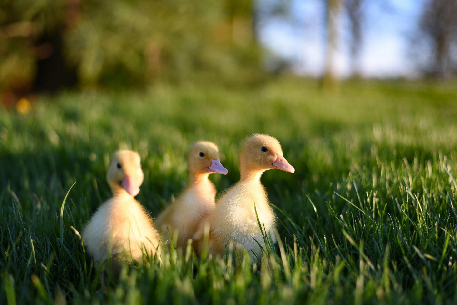 quackatoa cute duck horizontal 00010